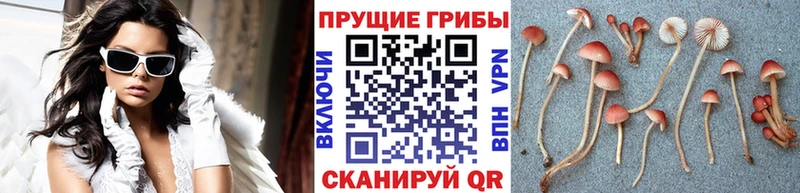 где купить наркоту  Оса  Псилоцибиновые грибы GOLDEN TEACHER 